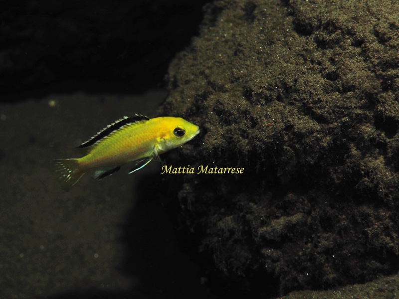 Labidochromis caeruleus 'Lion's Cove'